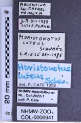 Etiketten zu Horistonotus luteus (Schwarz, 1906) (NHMW-ZOO-COL-0006941)